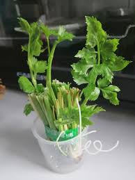 7 tips cara tanam pokok daun sup guna anak pokok & elak busuk. Daun Sup