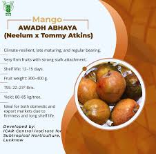 Image result for Diospyros zombensis