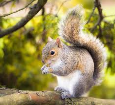 Image result for squirrel