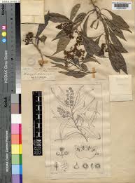 Image result for Heteropyxis natalensis