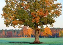 Maybe you would like to learn more about one of these? Toronto Tree Service Tree Removal The Real Tree Masters Inc