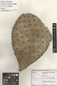 Image result for Cactaceae