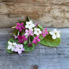 Image result for Nicotiana