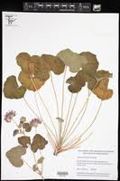 Image result for Pelargonium apetalum