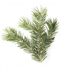 Two years ago, my husband and i celebrated our wedding in ireland. Douglas Fir Mld107876 Vert Flirty Fleurs The Florist Blog Inspiration For Floral Designers