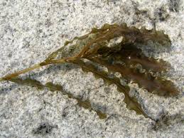 Image result for Potamogeton crispus