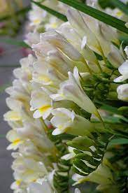 Pin On Gardening