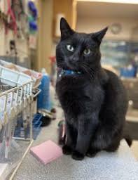 If you are a member of the press, please leave a detailed message, including your name. Contact Our Olympia Veterinarians At West Olympia Pet Hospital