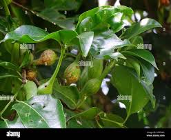 Image result for Psydrax