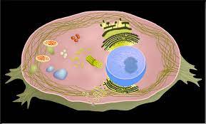 Cells alive animal cell worksheet key. Cells Alive Animal Cell Part 1 Diagram Quizlet
