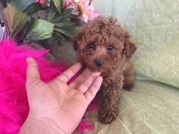 Find puppies and breeders in your area and helpful information. Teddybear Maltipoo Puppies Puppies For Sale Sacramento Ca Shoppok