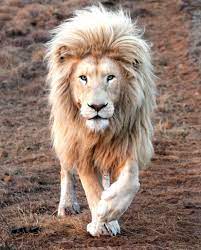 Related Image Lion Images Lions Photos Beautiful Lion