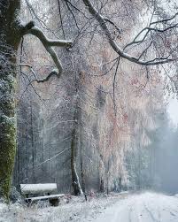 Winter Woods Winter Landscape Woods Photography Winter Wood