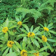 Image result for Lysimachia brevipes