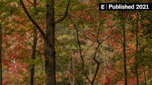Image result for Autumn Red 1965 Morris