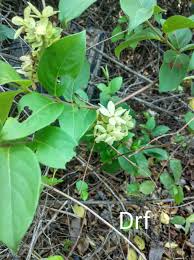 Image result for Tephrosia tanganicensis