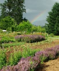 One vole isn't a problem — but they the garlic odor seems to mask the appealing smell of the tulip bulbs, and the hot pepper flakes and. 54 Vole Mole Resistant Plants Ideas Plants Perennials Flower Garden