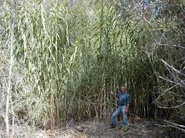Image result for Arundo donax