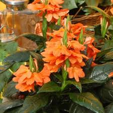 Image result for Crossandra