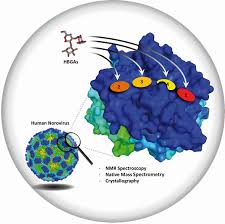 Typische symptome sind übelkeit, erbrechen, bauchschmerzen und durchfall. Angewandte Chemie Noroviren Im Spotlight Universitat Zu Lubeck