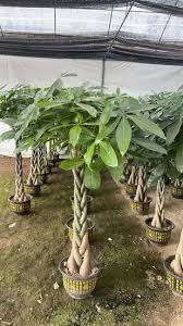 Image result for Pachira