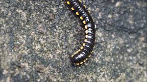 Black And Yellow Centipede Philippines Centipede In The Philippines Youtube