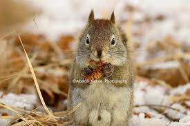 Raymond Martens (@alberta_nature_photography) • Instagram photos and videos