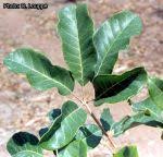 Image result for Vitex doniana