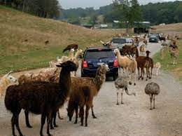 Virginia Is For Lovers Safari Park Natural Bridge Virginia Virginia Is For Lovers