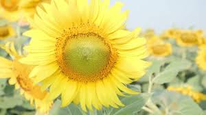 Kenapa diberi nama bunga matahari? Girasole Stok Video Girasole Rekaman Bebas Royalti Depositphotos