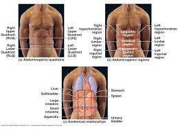 They are formed by a vertical imaginary line drawn through the linea alba from the xiphoid process of the sternum to the pubic symphysis and a horizontal line passing through the umbilicus. Ppt Anatomical Regions Directions Body Cavities The Cell Powerpoint Presentation Id 843958