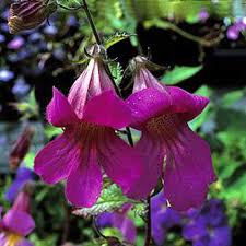 Image result for Aeollanthus rehmannii