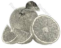 Download now top 10 punto medio noticias gambar buah epal hitam putih. Lakaran Yang Dilukis Dengan Tangan Barisan Potong Lemon Oren Elemen Grafik Psd Percuma Muat Turun Pikbest