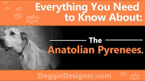 The Anatolian Pyrenees A Complete Guide Doggie Designer
