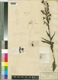 Image result for Habenaria epipactidea