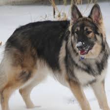You can cut this down to 3 meals a shiloh shepherd puppy can cost around $1000 from a reputable breeder. Welcome Pikes Peak Shiloh Shepherds