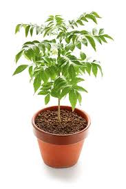 This is the first time i'm working with curry leaves. Curry Leaves Tree Outdoor Plants Plantshop Me