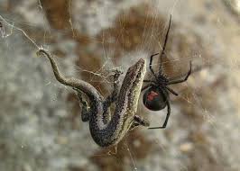 10 Most Dangerous Spiders To Stay Away From Look Out Redback Spider Spider Dangerous Spiders