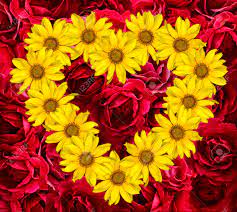 Use them in commercial designs under lifetime, perpetual & worldwide rights. Heart Of Yellow Flowers Of Decorative Sunflowers Helinthus And Stock Photo Picture And Royalty Free Image Image 41746626