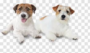 Oreo jack russell terrier senior male. Jack Russell Terrier Wire Hair Fox Dog Breed Puppy Russel Transparent Png