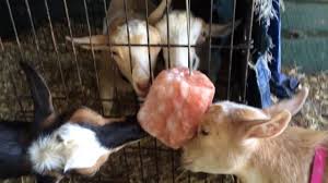 Himalayan animal lick salt is best nutritional supplement specially for horses, camels, sheep, cow himalayan lick salt allow animals to follow their instinct for minerals supplements by occasionally himalayan pink salt animal licking is very popular specially in rabbits, hamsters, guinea pigs and. Salt Lick Zen Youtube