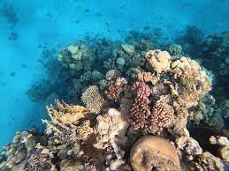 Snorkeling In Eilat S Coral Reef Red Sea Eilat Coral Reef Beach Coral