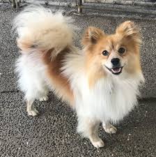 Pomeranian Black American Eskimo Dog Pin On Critters