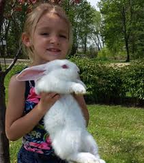 Sale | rabbits | flemish | wolverhampton. Flemish Giant Rabbit How To Care Diet Lifespan Faq With Pictures