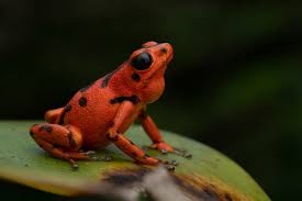 Image result for Fadogia gossweileri