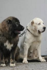 The most accurate list of the strongest dog breeds in the world by analyzing the power and weight and bite force. Kangal Vs Central Asian Ovcharka Vs Caucasian Ovcharka