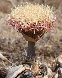 Image result for Boophone