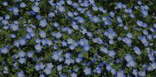 Check spelling or type a new query. Oklahoma Flower Market
