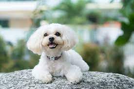 The nose can be black or brown, and the eyes color can be amber. Shih Poo Dog Breed Information Personality Traits
