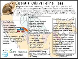 Many pet owners today are turning to essential oils for a variety of health concerns in their pets, including flea and tick prevention, skin issues, and. Essential Oils For Fleas In Cats Feline Pets Animals Young Living Www Facebook Com Ylnatu Essential Oils For Fleas Essential Oils Cats Essential Oils For Colds